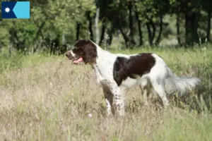 Read more about the article Épagneul français breeders and puppies in Minnesota