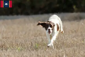 Read more about the article Épagneul français breeders and puppies in Mississippi