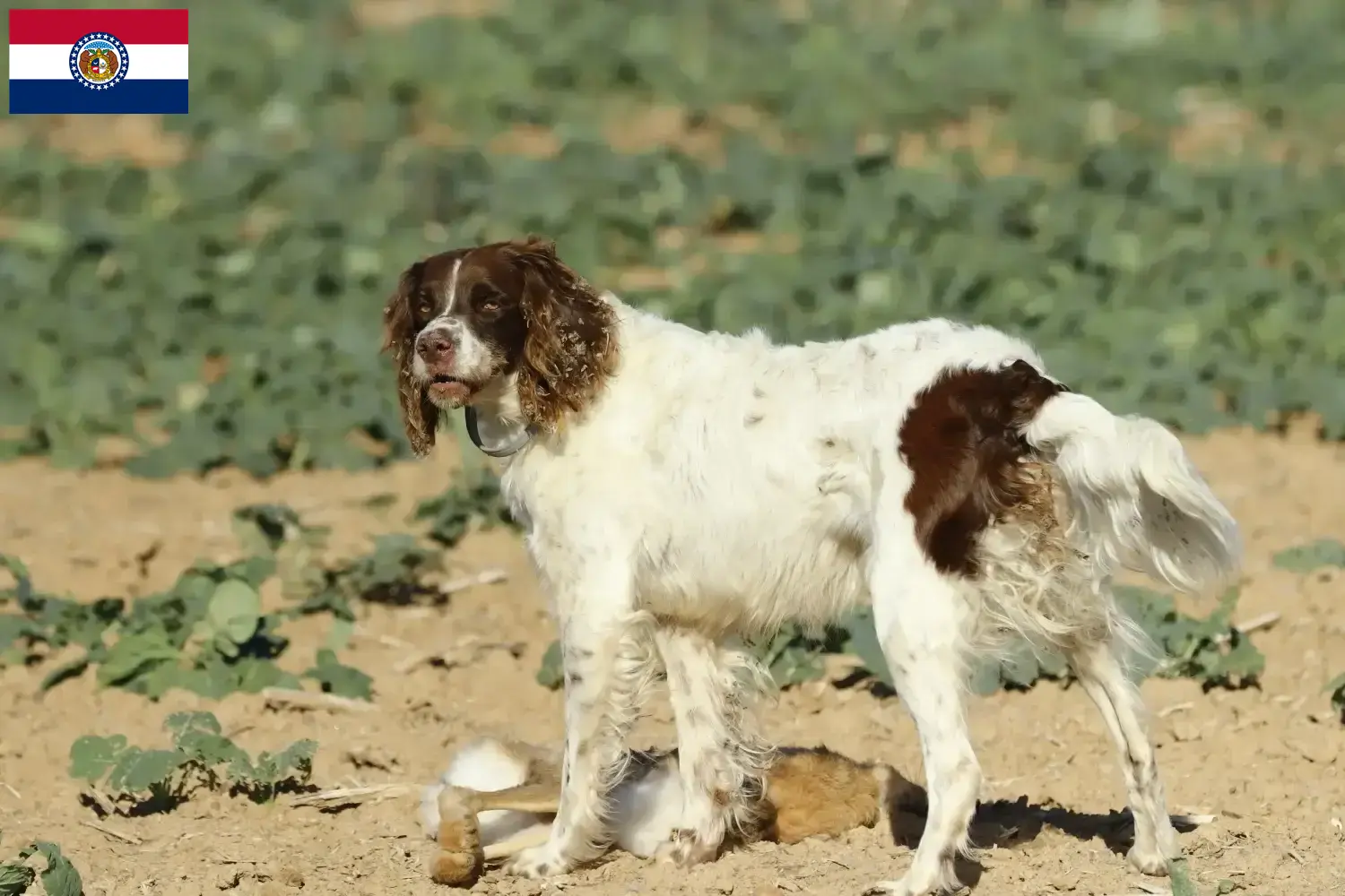 Épagneul français puppies and breeders Missouri Find Épagneul français breeders in Missouri.