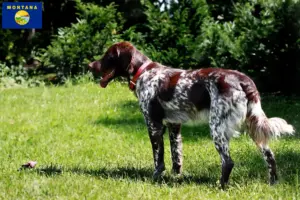 Read more about the article Épagneul français breeders and puppies in Montana