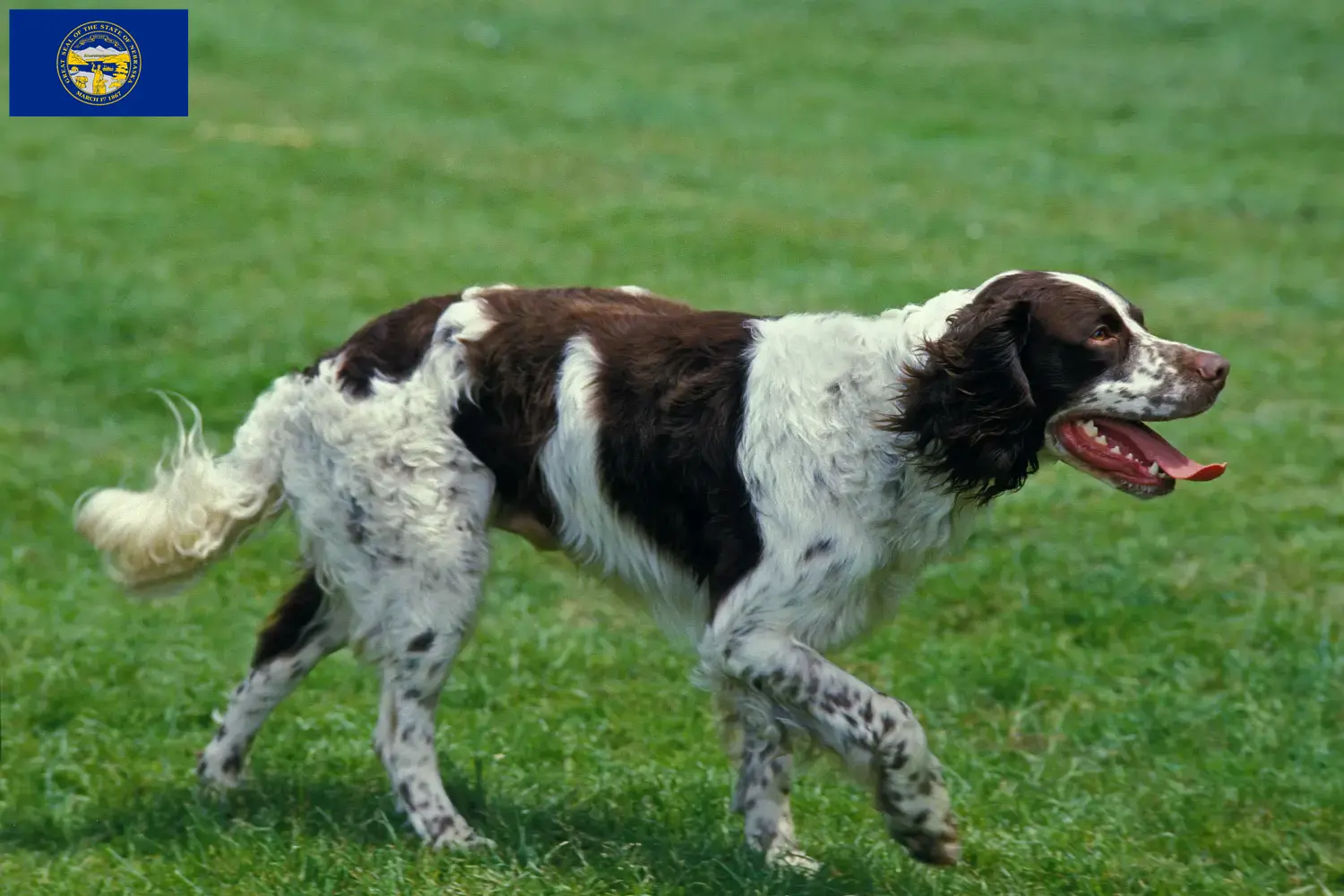 Read more about the article Épagneul français breeders and puppies in Nebraska