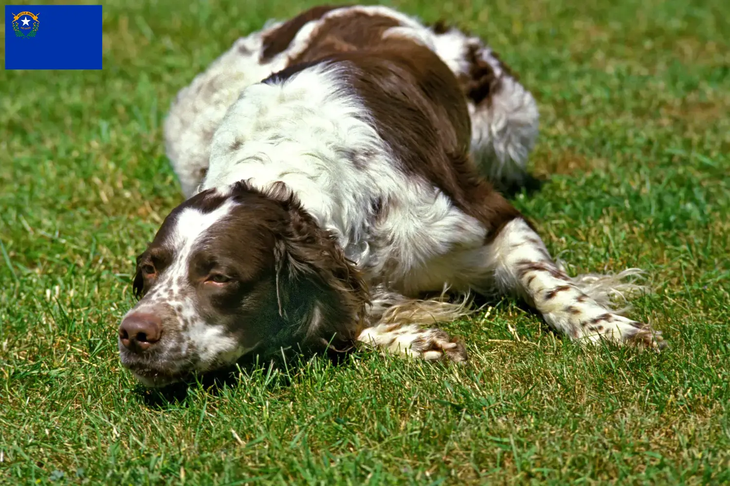 Read more about the article Épagneul français breeders and puppies in Nevada