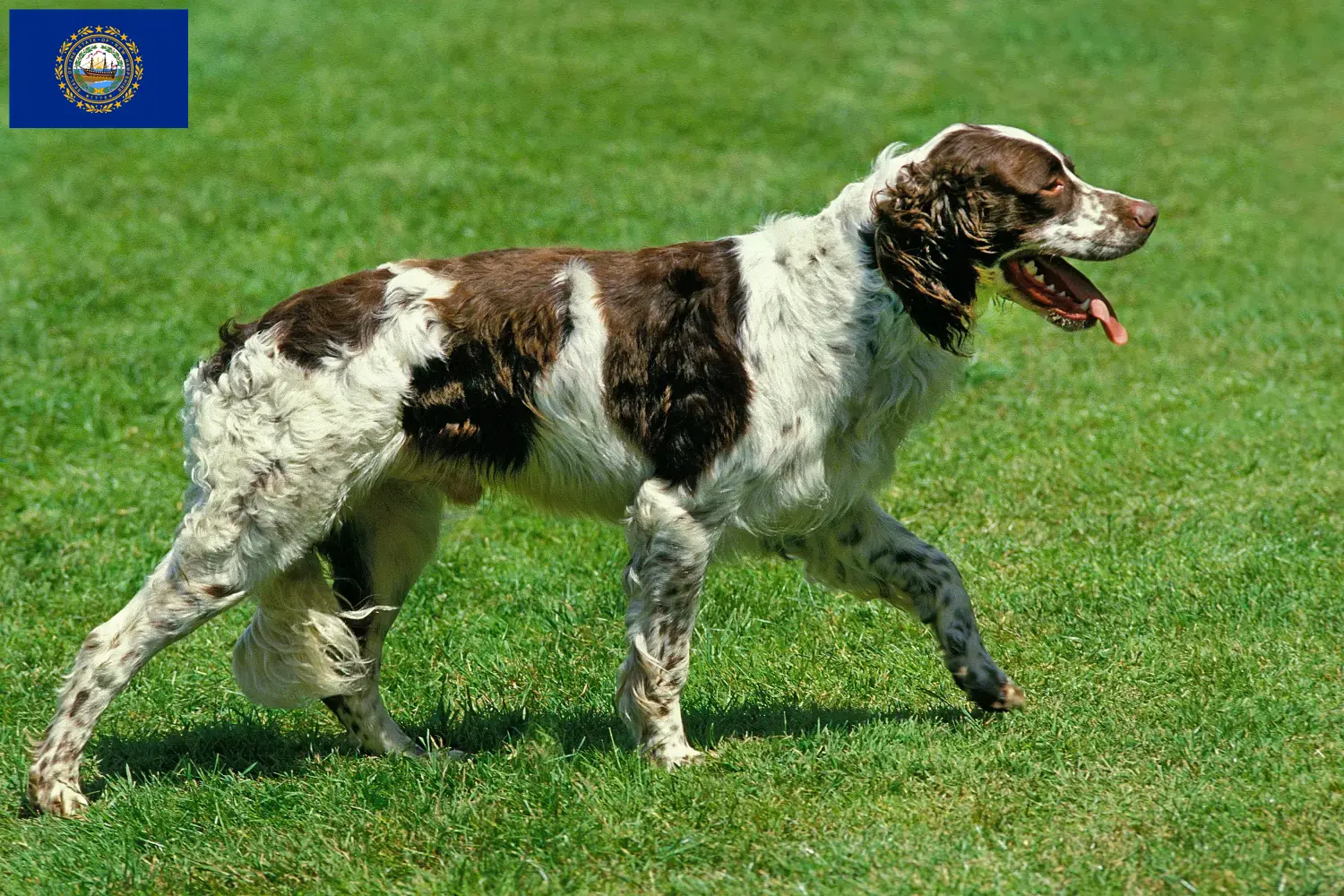 Read more about the article Épagneul français breeders and puppies in New Hampshire