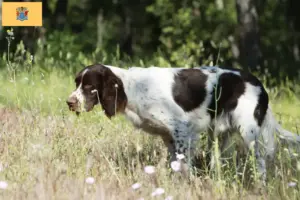 Read more about the article Épagneul français breeders and puppies in New Jersey