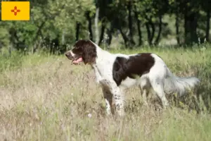 Read more about the article Épagneul français breeders and puppies in New Mexico