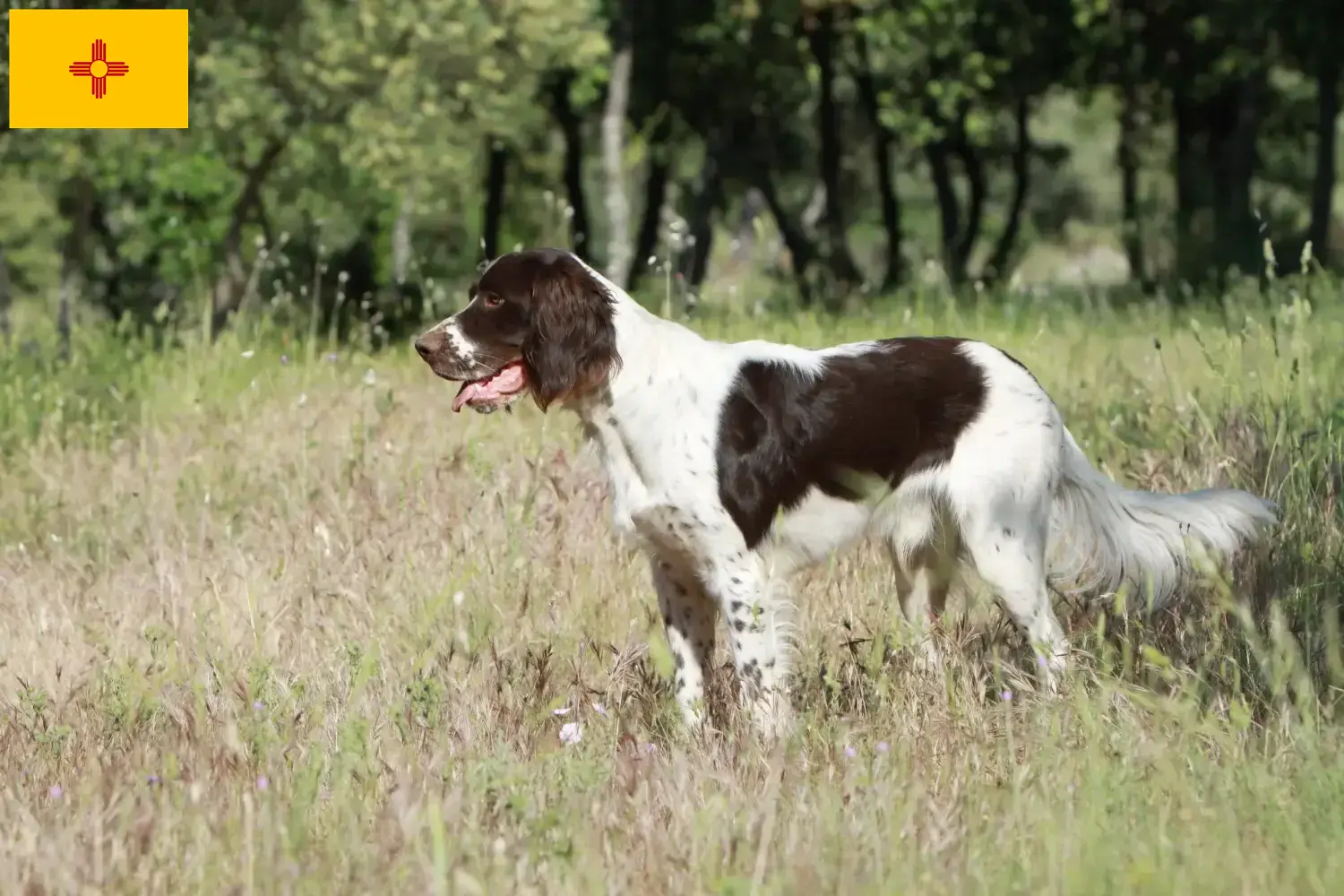 Read more about the article Épagneul français breeders and puppies in New Mexico