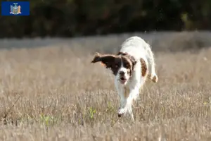 Read more about the article Épagneul français breeders and puppies in New York