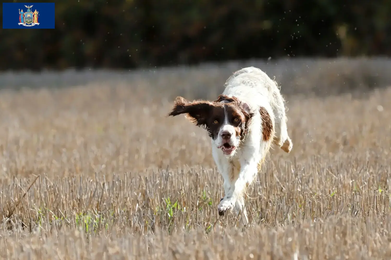 Read more about the article Épagneul français breeders and puppies in New York