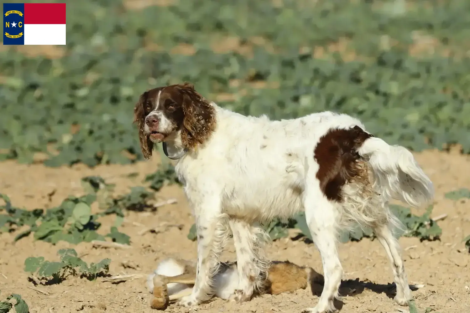 Read more about the article Épagneul français breeders and puppies in North Carolina