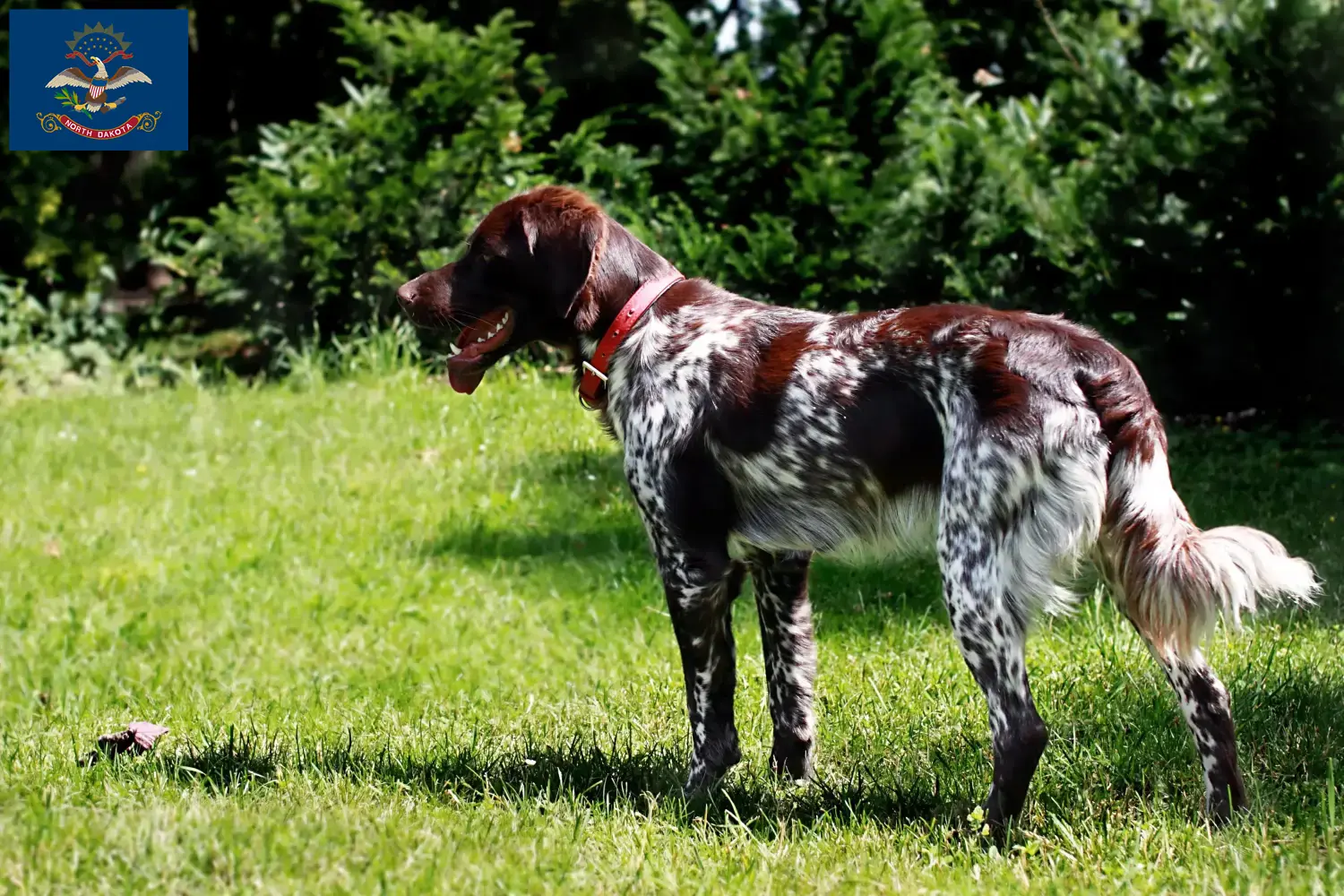 Read more about the article Épagneul français breeders and puppies in North Dakota