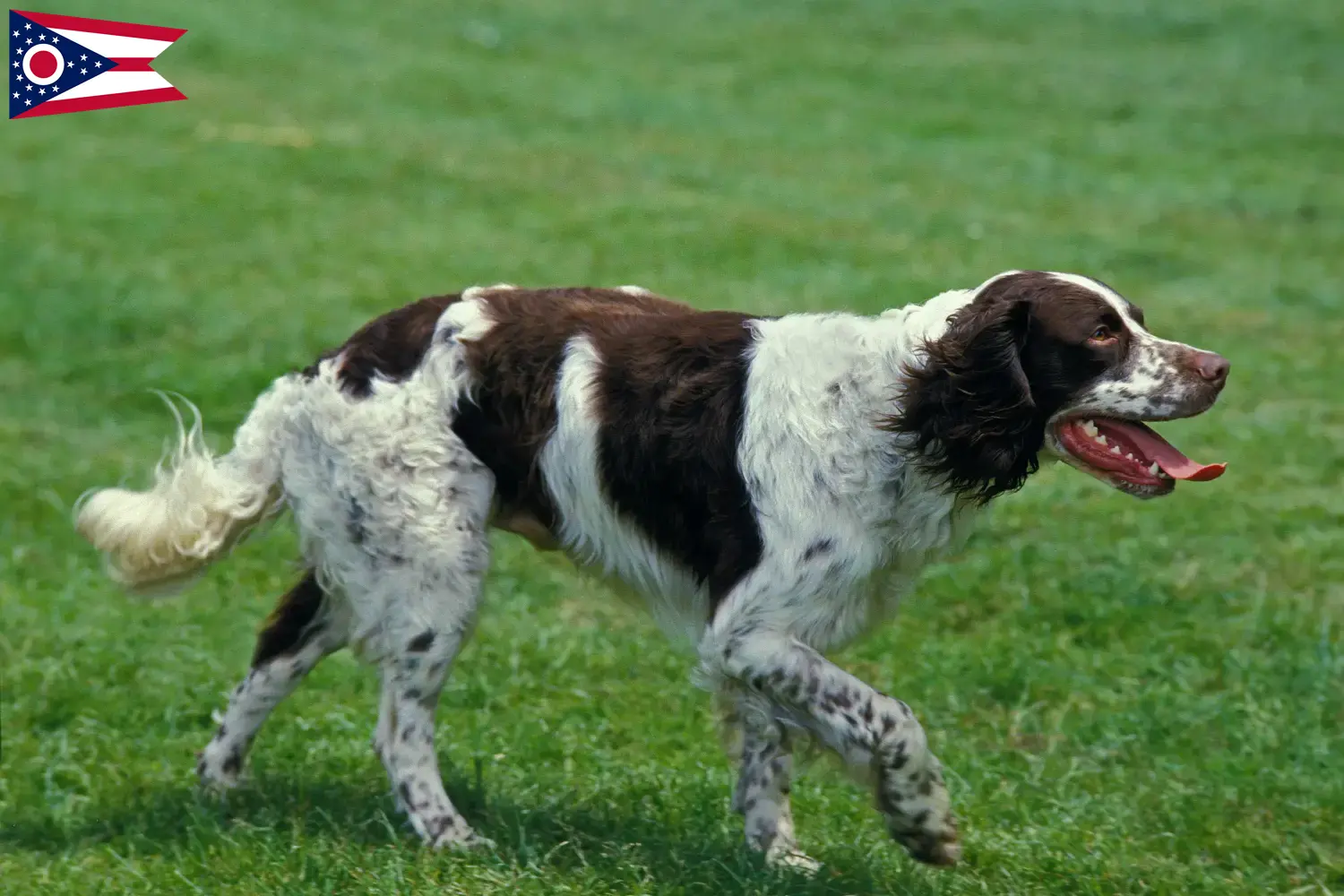Read more about the article Épagneul français breeders and puppies in Ohio