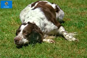Read more about the article Épagneul français breeders and puppies in Oklahoma