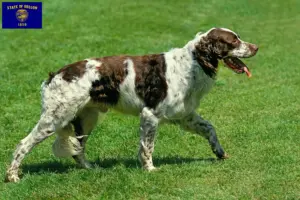 Read more about the article Épagneul français breeders and puppies in Oregon