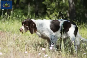 Read more about the article Épagneul français breeders and puppies in Pennsylvania