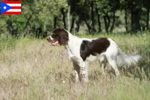 Read more about the article Épagneul français breeders and puppies in Puerto Rico