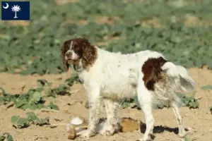 Read more about the article Épagneul français breeders and puppies in South Carolina