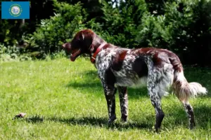 Read more about the article Épagneul français breeders and puppies in South Dakota