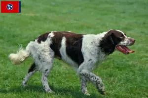 Read more about the article Épagneul français breeders and puppies in Tennessee