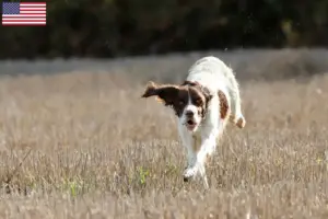 Read more about the article Épagneul français breeders and puppies in the USA