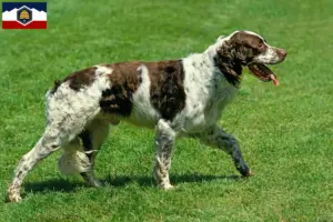 Read more about the article Épagneul français breeders and puppies in Utah