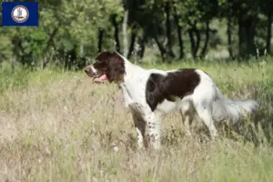 Read more about the article Épagneul français breeders and puppies in Virginia