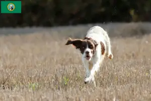 Read more about the article Épagneul français breeders and puppies in Washington