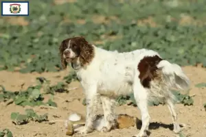 Read more about the article Épagneul français breeders and puppies in West Virginia