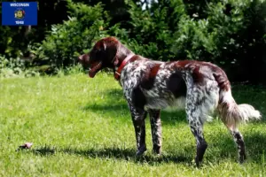 Read more about the article Épagneul français breeders and puppies in Wisconsin