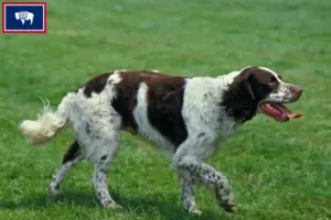 Read more about the article Épagneul français breeders and puppies in Wyoming
