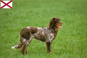 Read more about the article Épagneul Picard breeders and puppies in Alabama