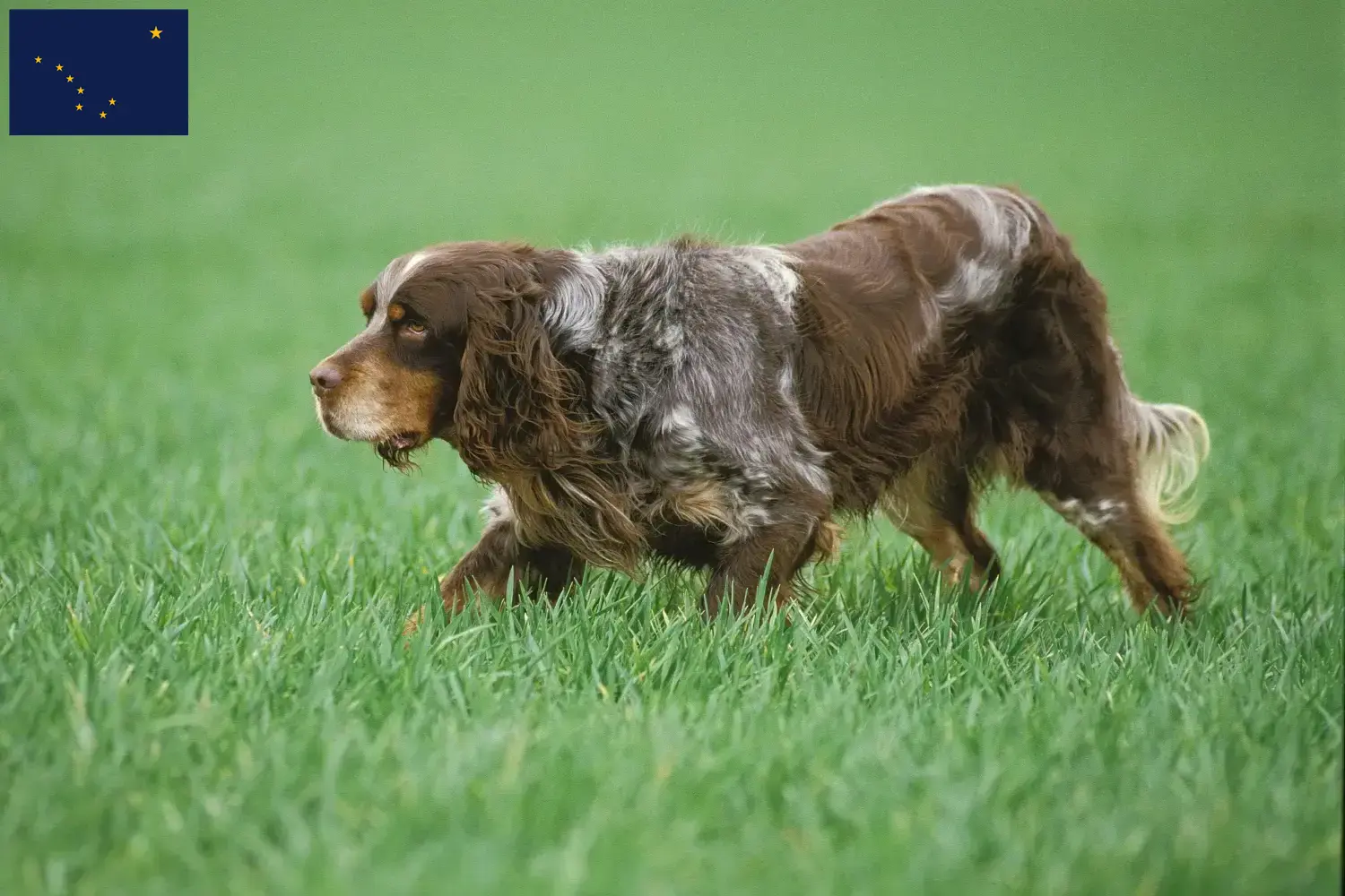 Épagneul Picard puppies and breeders Alaska Here you can find Épagneul Picard breeders in Alaska.