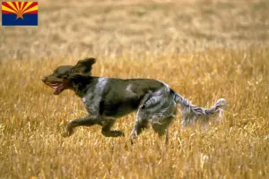 Read more about the article Épagneul Picard breeders and puppies in Arizona