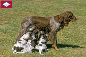 Read more about the article Épagneul Picard breeders and puppies in Arkansas