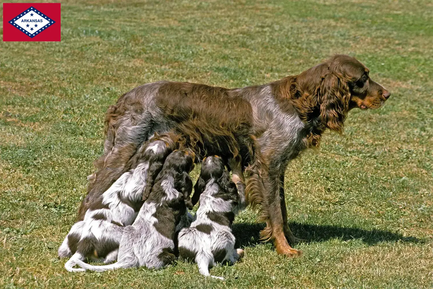 Épagneul Picard puppies and breeders Arkansas Here you can find Épagneul Picard breeders in Arkansas.