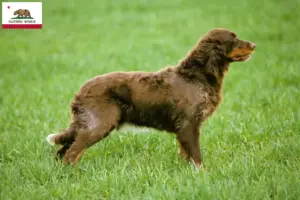 Read more about the article Épagneul Picard breeders and puppies in California