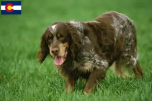 Read more about the article Épagneul Picard breeders and puppies in Colorado