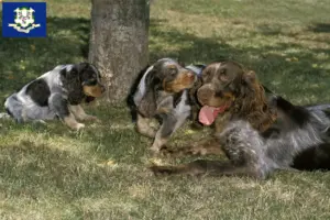 Read more about the article Épagneul Picard breeders and puppies in Connecticut