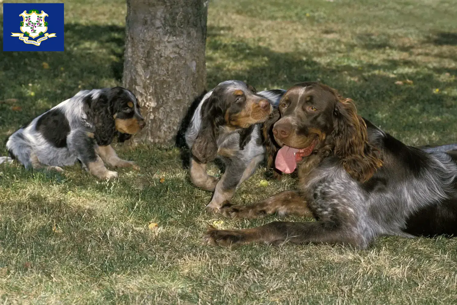 Read more about the article Épagneul Picard breeders and puppies in Connecticut