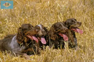 Read more about the article Épagneul Picard breeders and puppies in Delaware