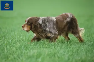 Read more about the article Épagneul Picard breeders and puppies in Idaho