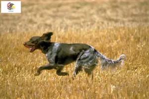 Read more about the article Épagneul Picard breeders and puppies in Illinois