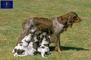 Read more about the article Épagneul Picard breeders and puppies in Indiana