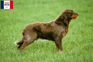 Read more about the article Épagneul Picard breeders and puppies in Iowa