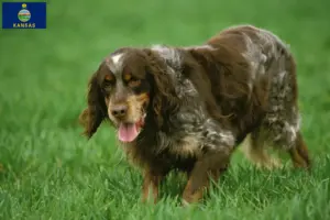 Read more about the article Épagneul Picard breeders and puppies in Kansas