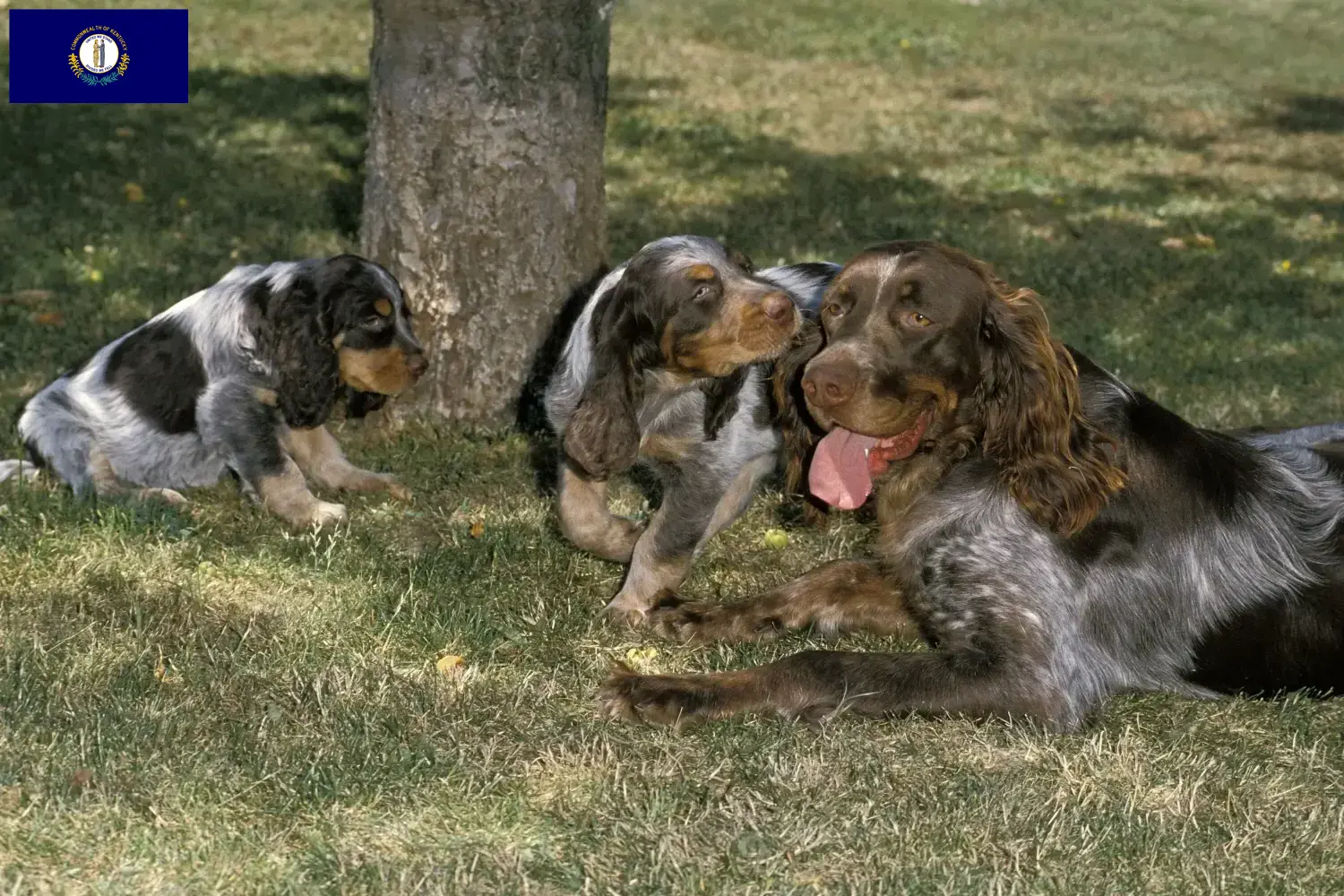 Épagneul Picard puppies and breeders Kentucky Here you can find Épagneul Picard breeders in Kentucky.