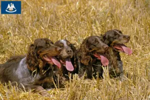 Read more about the article Épagneul Picard breeders and puppies in Louisiana