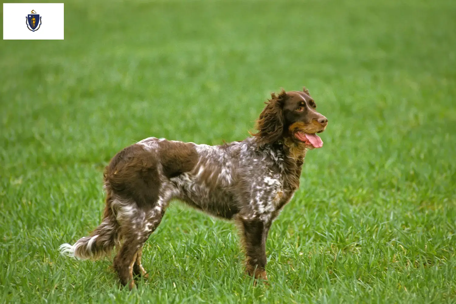 Épagneul Picard puppies and breeders Massachusetts Here you can find Épagneul Picard breeders in Massachusetts.