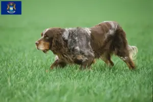 Read more about the article Épagneul Picard breeders and puppies in Michigan
