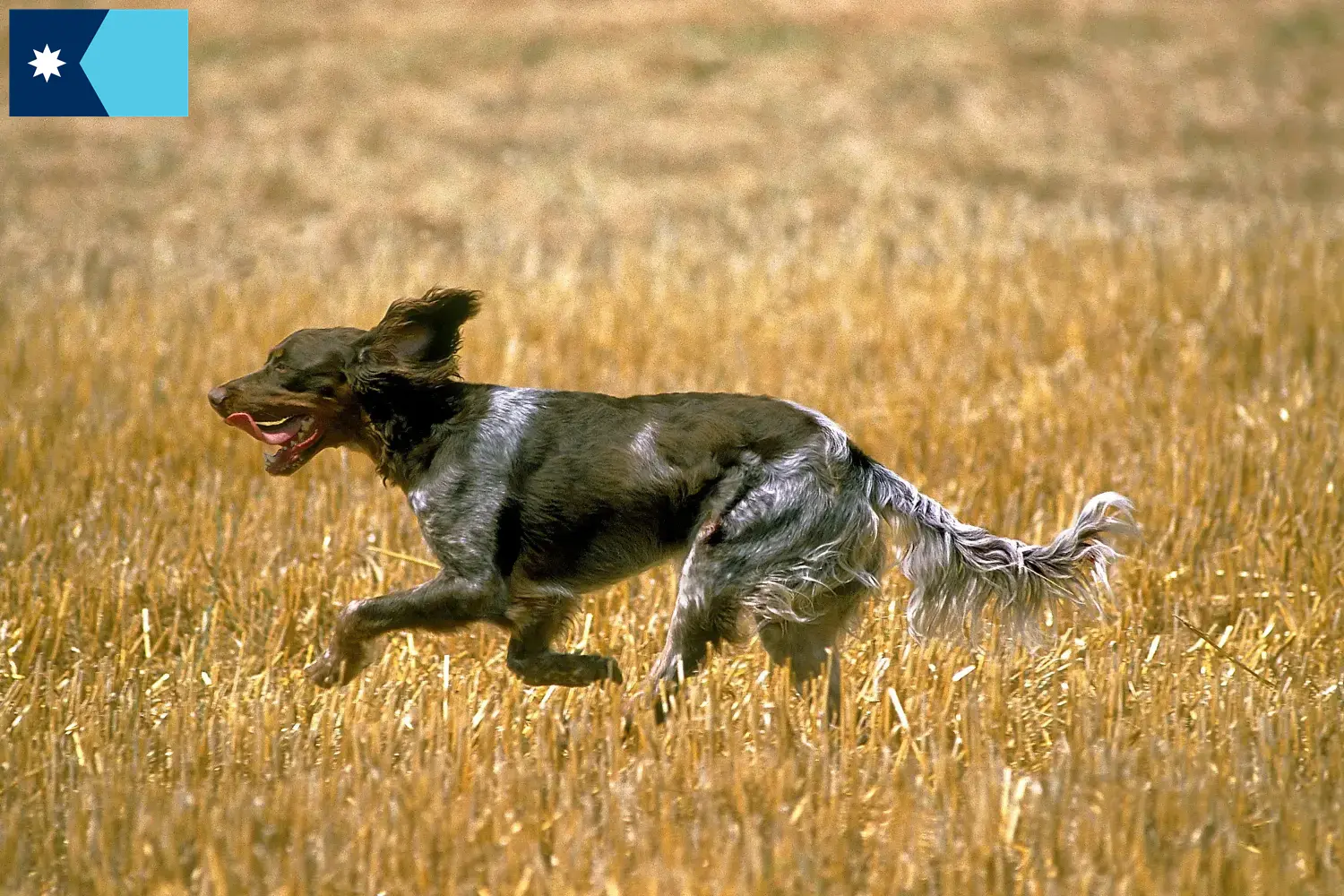 Épagneul Picard puppies and breeders Minnesota Find Épagneul Picard breeders in Minnesota.