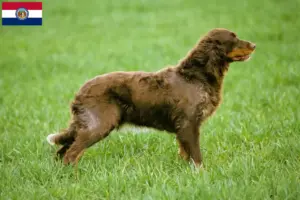 Read more about the article Épagneul Picard breeders and puppies in Missouri